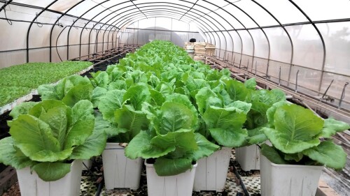 Imagen de los cultivos experimentales de lechugas cuyos microorganismos mejoraron en el estudio. IBMCP (CSIC-UPV).jpg